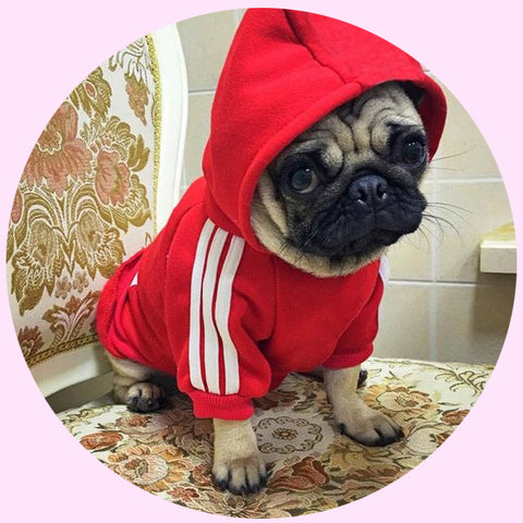 Puppy Dog Clothes