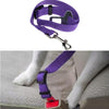 Dog Harness